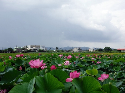 蓮花齊放，美的令人驚豔（圖片來源：白河蓮花季）