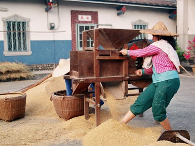 利用「風鼓機」過濾不飽滿的稻穀。因稻米中飽實的穀粒較重，利用風力將空心或不飽滿的稻穀吹走，留下飽滿的稻穀。