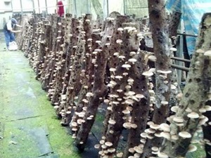 將段木挖洞填入菌種生長的段木香菇