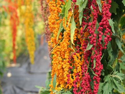 穀粒飽滿顏色鮮豔的台灣藜（圖片來源：農業知識入口網）