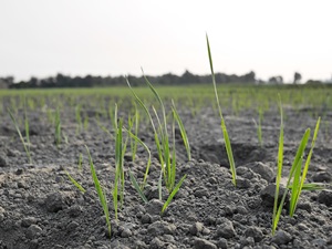 發芽的小麥正努力的吸收陽光的能量，讓自己快快長大