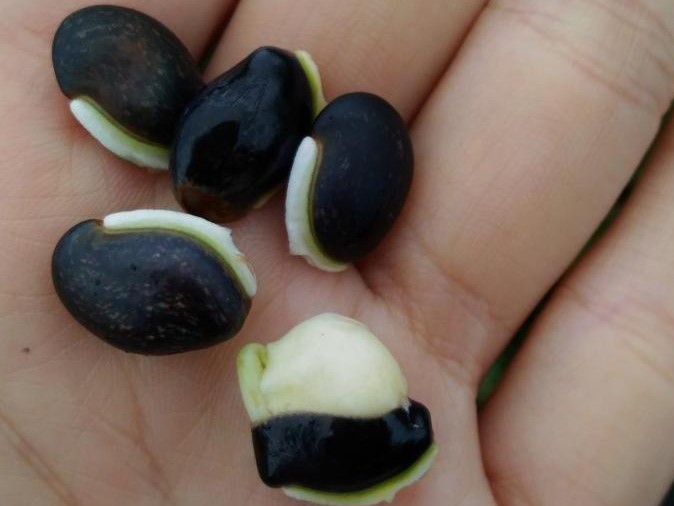 鵲豆有一條白眉毛似的種柄，因此也叫眉豆。