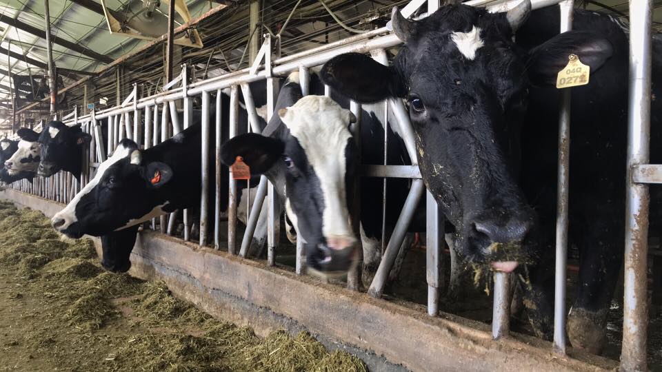 自動化的牧場能時刻注意乳牛身體狀況，也讓乳牛們住得更加舒適。