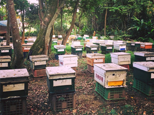 養蜂人會配合花期，待著蜜蜂四處游牧。