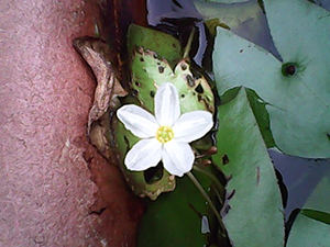 水蓮花潔白嬌小，非常可愛。Photo/農村風情網