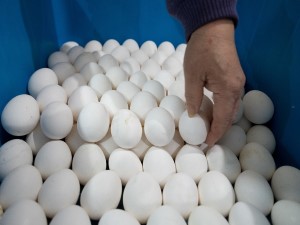 好的蛋表面均勻光滑 ，重量偏重且蛋殼厚實