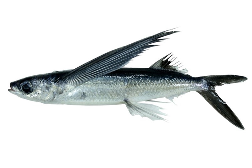 黑鰭飛魚，是傳說中的魚神，數量少也最有聲望。 (photo / 臺灣魚類資料庫)