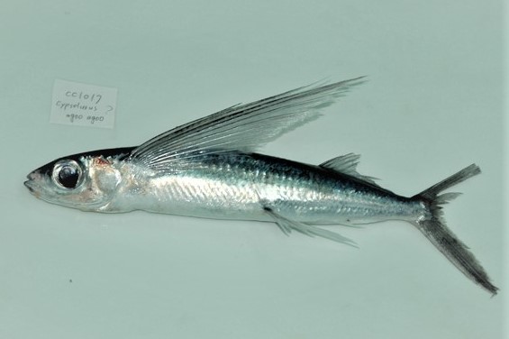白鰭飛魚，最早抵達蘭嶼的飛魚，數量少。  (photo / 臺灣魚類資料庫)