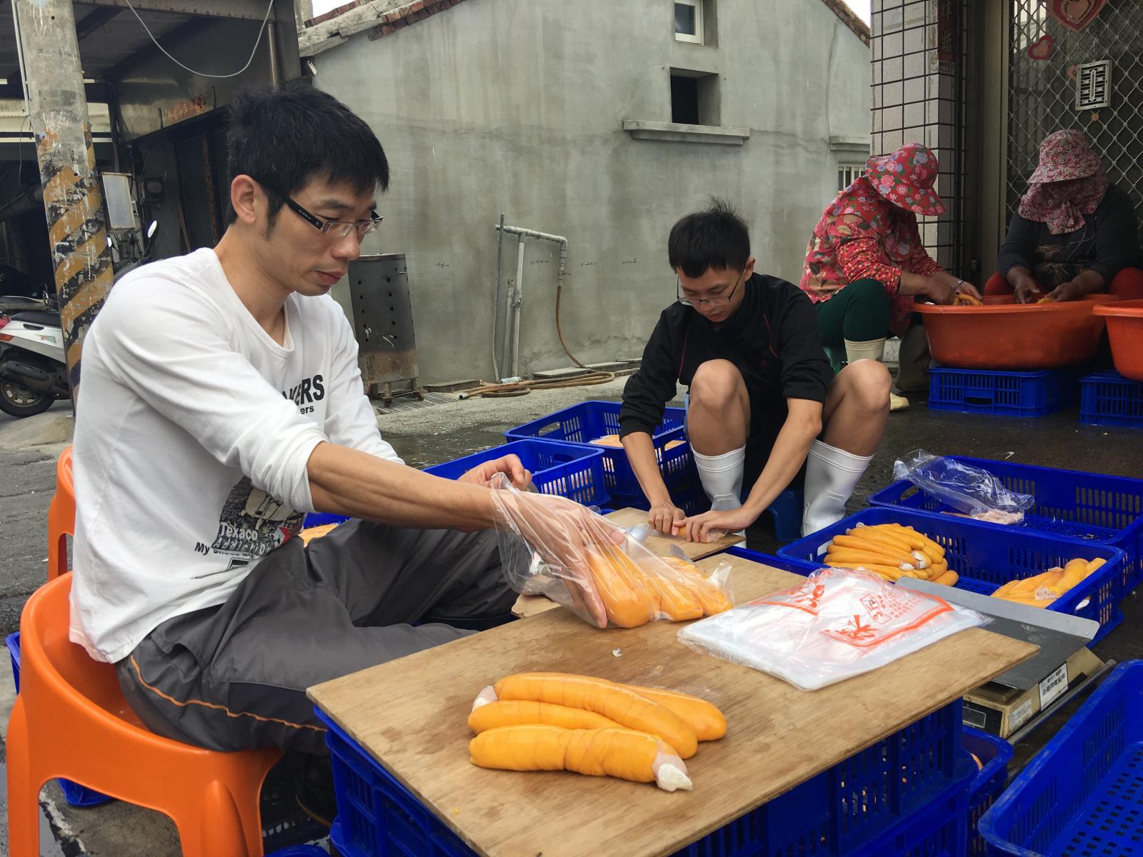 金黃色澤的新鮮烏魚子正在分級裝袋，準備出貨