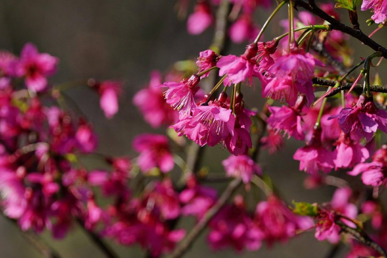 台灣原生種櫻花-山櫻花，是許多鳥類與昆蟲喜愛的蜜源植物