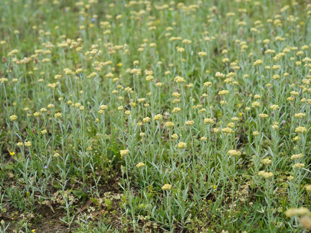 鼠麴草被用來做成草仔粿。（photo / flickr　mutolisp拍攝）