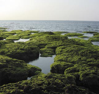 淺水灣藻礁在春夏之際，表面長滿了海藻