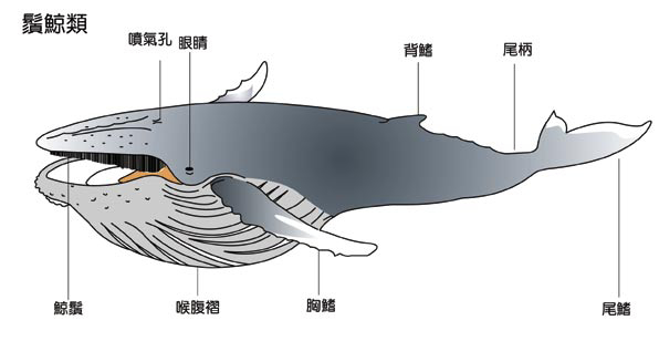 鬚鯨
