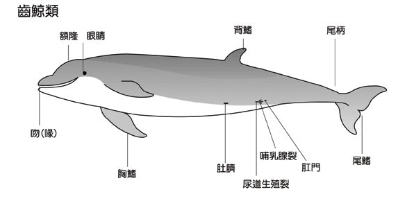 鬚鯨(以大翅鯨為例)與齒鯨(以瓶鼻海豚為例)的比較圖