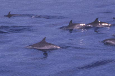 熱帶點斑原海豚遠照