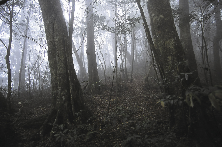 雲霧繚繞的櫟木林