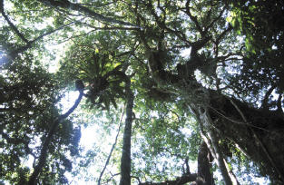 低海拔地區植群-榕楠林