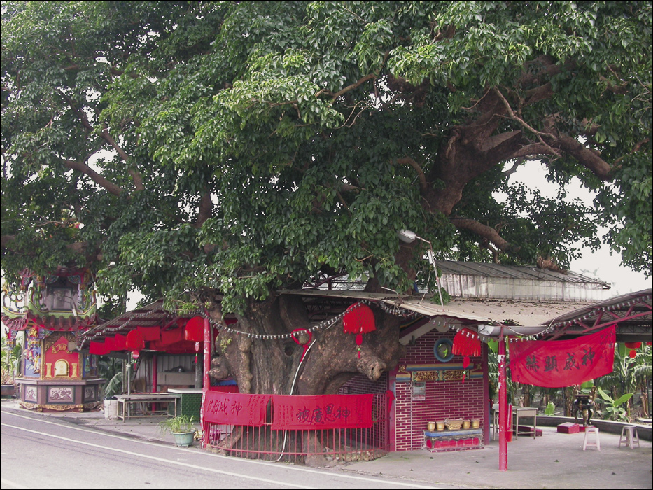 著名老樹- 屏東里港‧茄苳(農業兒童網) 