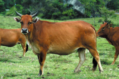 台灣黃牛