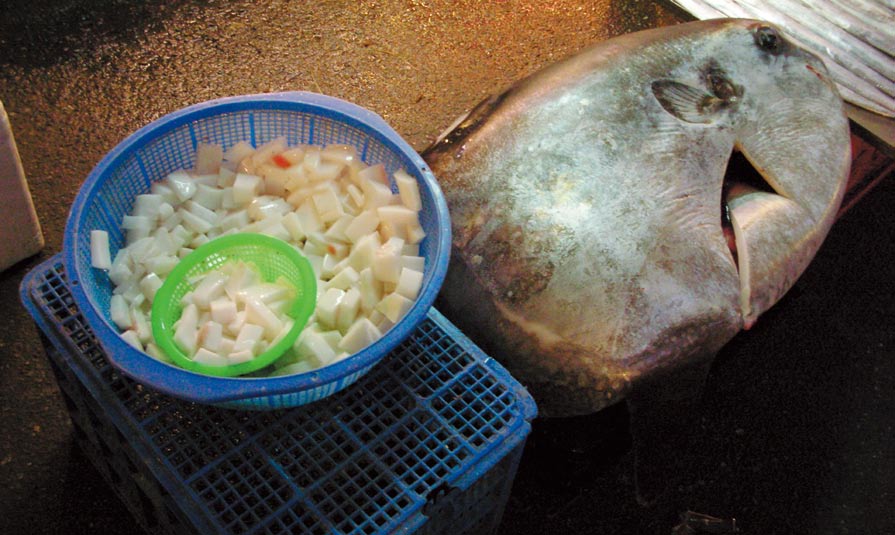 曼波魚和其富含膠質的魚皮 李依紋攝