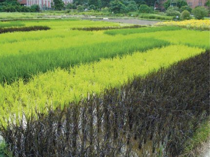 水稻的生態機能