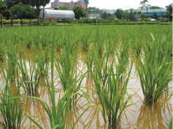 稻米的栽種與生產