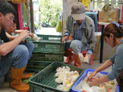 全家一起包裝嬌嫩欲滴的「猴采桃」