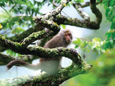 可愛的台灣獼猴，常會偷吃農民們悉心種植的農產呀！