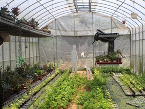 邱語玲除了種植有機蔬菜，也在自家農場做了綠美化的實驗基地，推廣都市綠美化生活