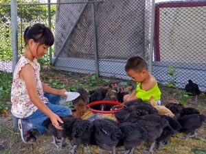 卓乃潭農場最近多了一群小雞朋友，許語芮常和弟弟妹妹在雞場觀察、抱小雞