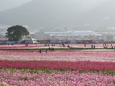 花海區