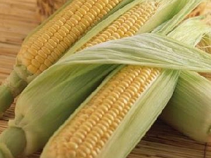 甜嫩可口的玉米（照片來源：安全農業入口網）