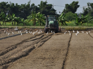 運用水旱田輪作法提高土地與作物的安全性，大批鳥兒前來等候覓食的畫面就是最好證明
