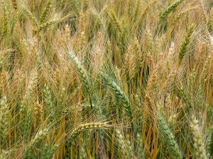 台灣也有自己種植生產的小麥