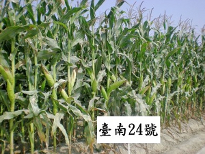 飼料玉米臺南24號（臺南區農業改良場提供）