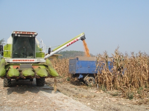 飼料玉米機械化採收