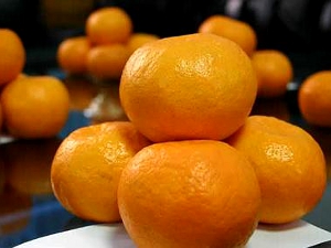 農曆年吃橘子　喜洋洋好滋味
