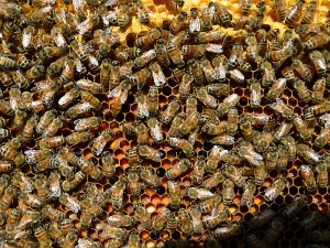 黃爺爺會根據蜂的品種和特性來培育蜂王