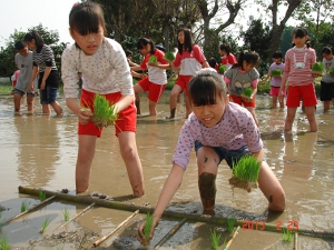 小朋友沿著竹子做成的定位點，插下一株株秧苗
