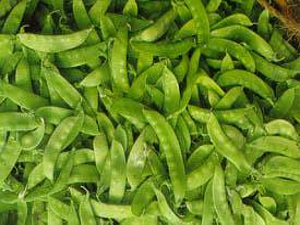 軟莢種豌豆（照片來源：安全農業入口網）