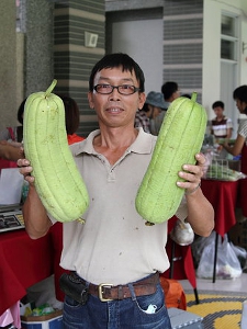 廖國欽叔叔與他的綠色家園的特產之一～肉細、味甘甜的巨型大絲瓜