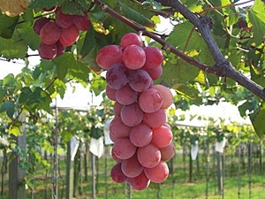 果色鮮紅、軟而多汁的蜜紅葡萄（照片來源：農業知識入口網）