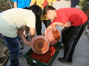 大文國小小朋友齊力採收小番茄