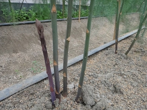 東萱的紫蘆筍常常還沒拿到市集，就被老客戶搶購一空了