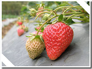 用心照顧的草莓長得又大又紅