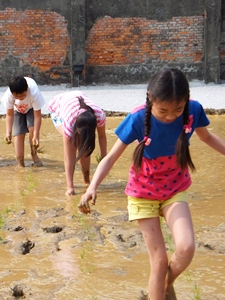 赤腳踩進泥巴水田，彎下腰插秧，是孩子們的新鮮體驗