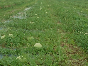 採取草生栽培法種植的西瓜，雖然個頭比較小，但果味十足
