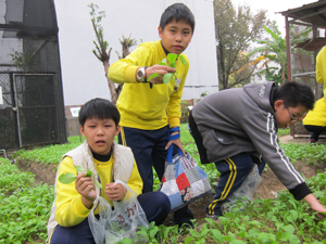 臺中黎明國小的學生，下課時間常到學校的菜園