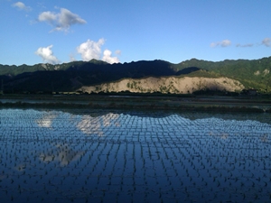 日夜溫差大的關山縱谷，適合種稻