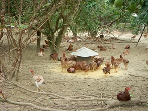 戶外人道飼養的雞隻